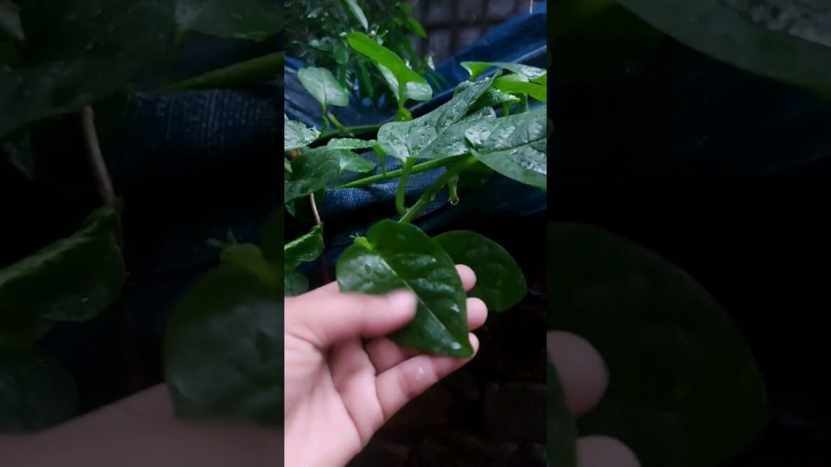 শরৎকাল হলেও এ যেনো আষাঢ়ের আগমন। #youtubeshorts #shorts #short শরৎকাল হলেও এ যেনো আষাঢ়ের আগমন। #youtubeshorts #shorts #short