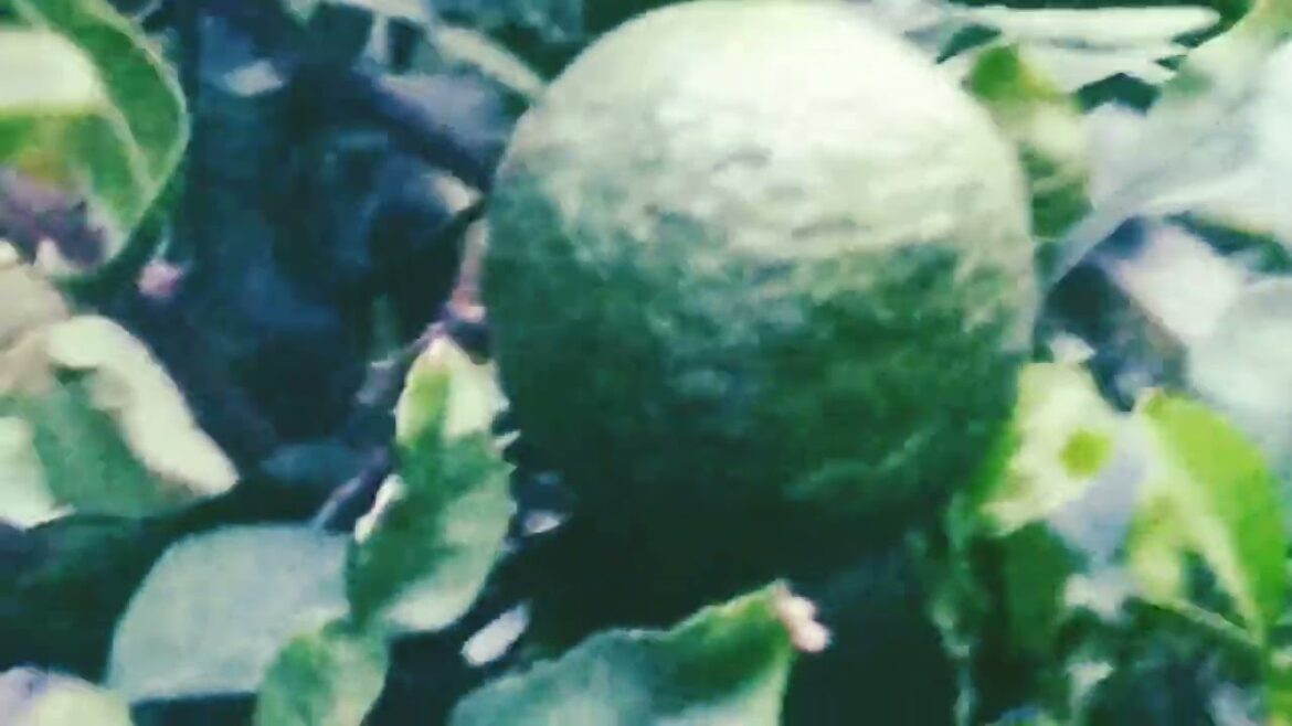 Rooftop garden ideas. Healthy fruits. Orange garden design.#quran #viral #viralvideo #video#fruit