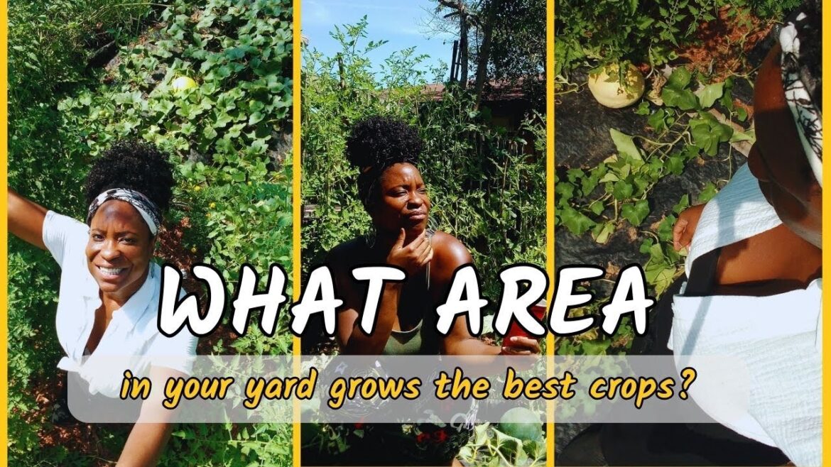 How to pick the best area in your yard to grow food | I Got It Out The Soil