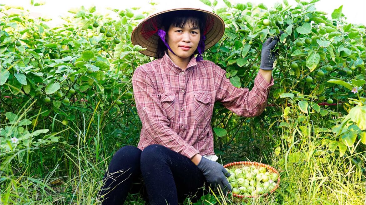 Harvesting CAPHAO Go to the Market to Sell – Vegetable Gardening – Alone Life Harvesting CAPHAO Go to the Market to Sell - Vegetable Gardening - Alone Life