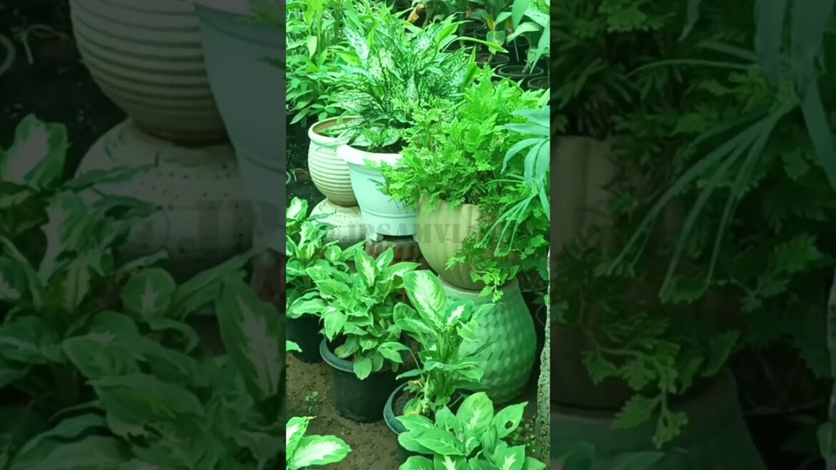 leaf plants #jadeplant#showplants#fiddleleafplants#spiderplant#nurseryplant