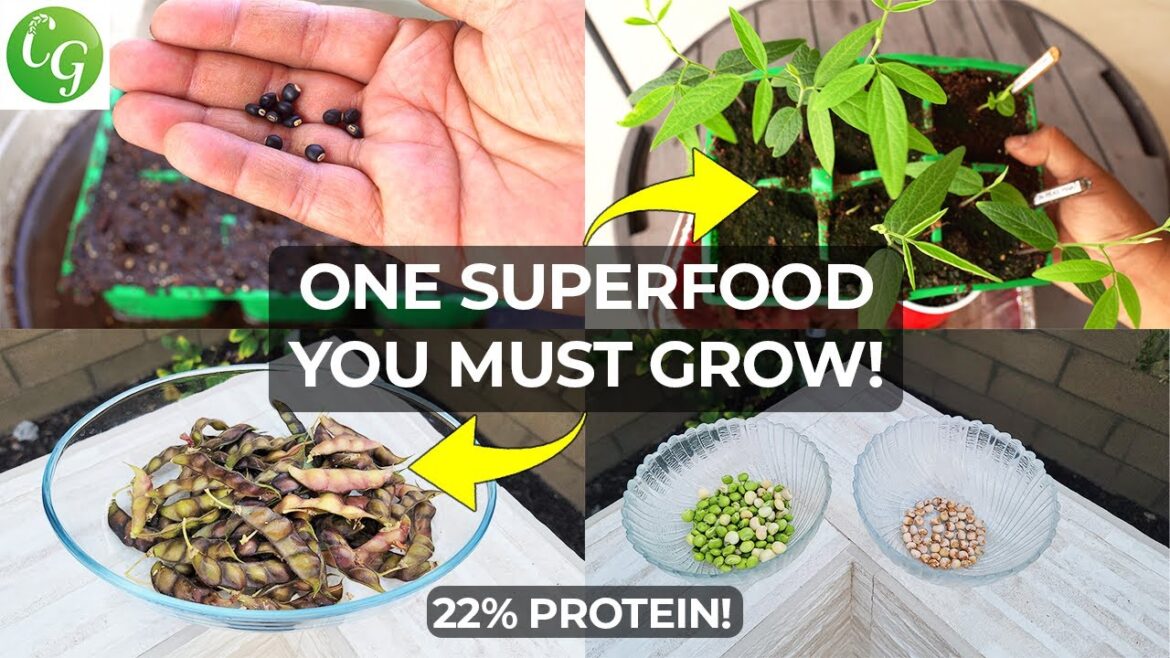 Growing Pigeon Peas (Tuvar/Arhar/Gandul): Garden Cultivation to Tasty Recipe!