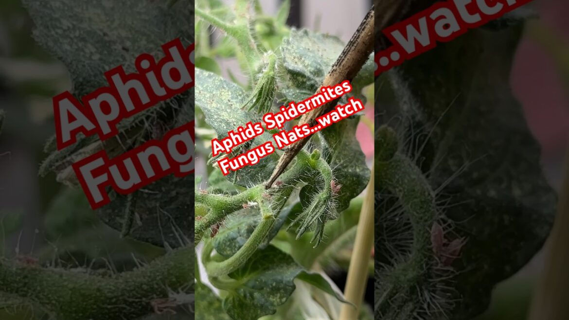 Aphids Spider-Mites Fungus Gnats. CaliKim explains how to combat
