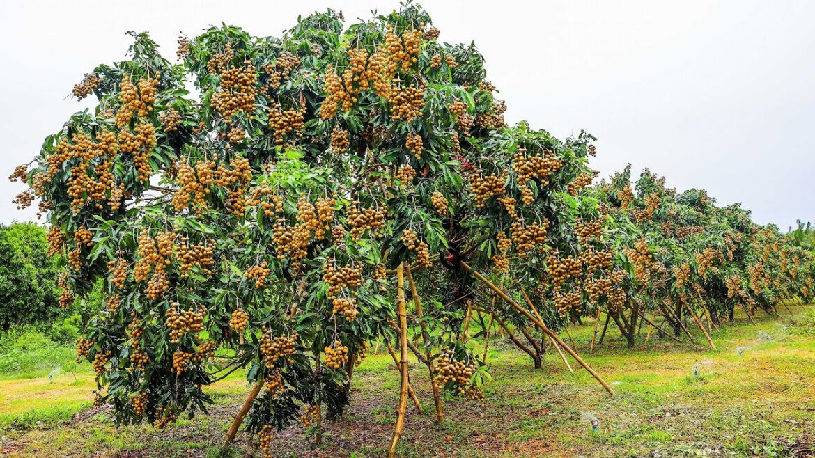 Growing and Harvesting Longan Thousands of Tons in My Village to Sell – Agriculture Technology Growing and Harvesting Longan Thousands of Tons in My Village to Sell - Agriculture Technology