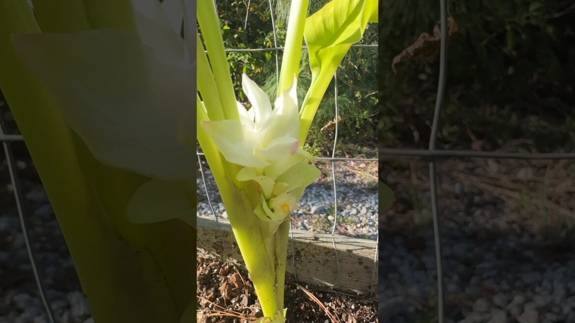 Rare Turmeric Flower Rare Turmeric Flower