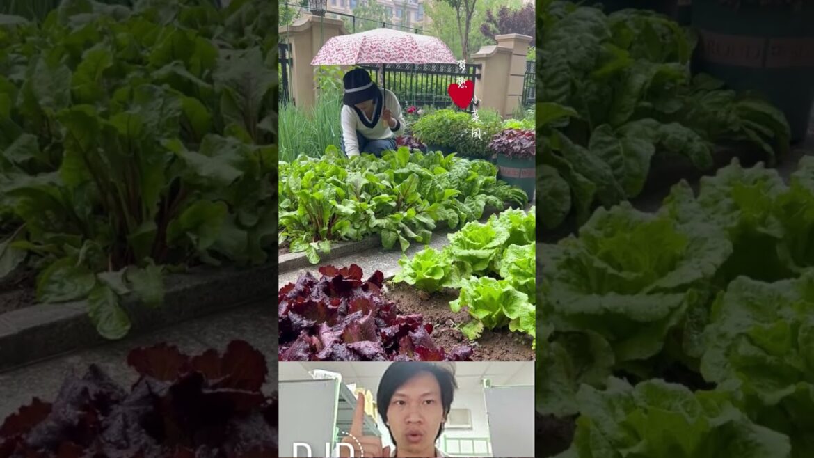 How to grow vegetables at home #vegetablegardening #gadget #veggrowing #vegetableplanting