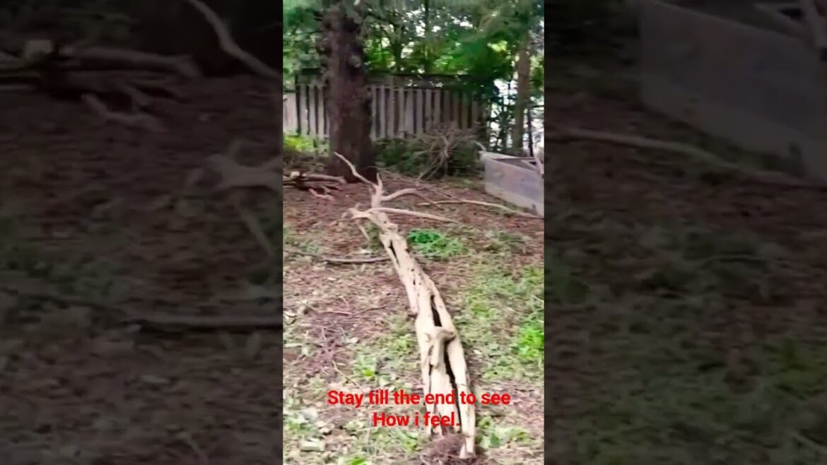 life in Canada - landscape work in progress -do it yourself #landscape#helpme#lifeincanada