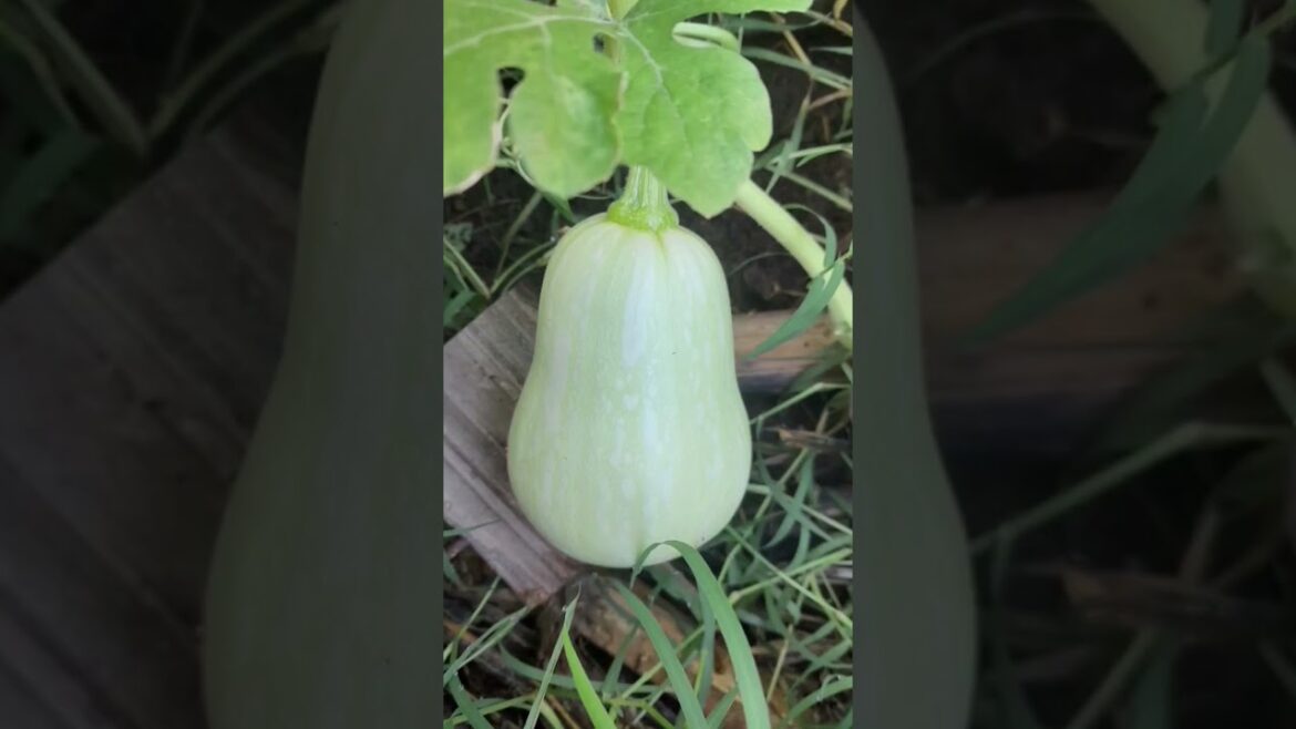 Marie's container garden continues to produce #garden #gardeningtips #planting
