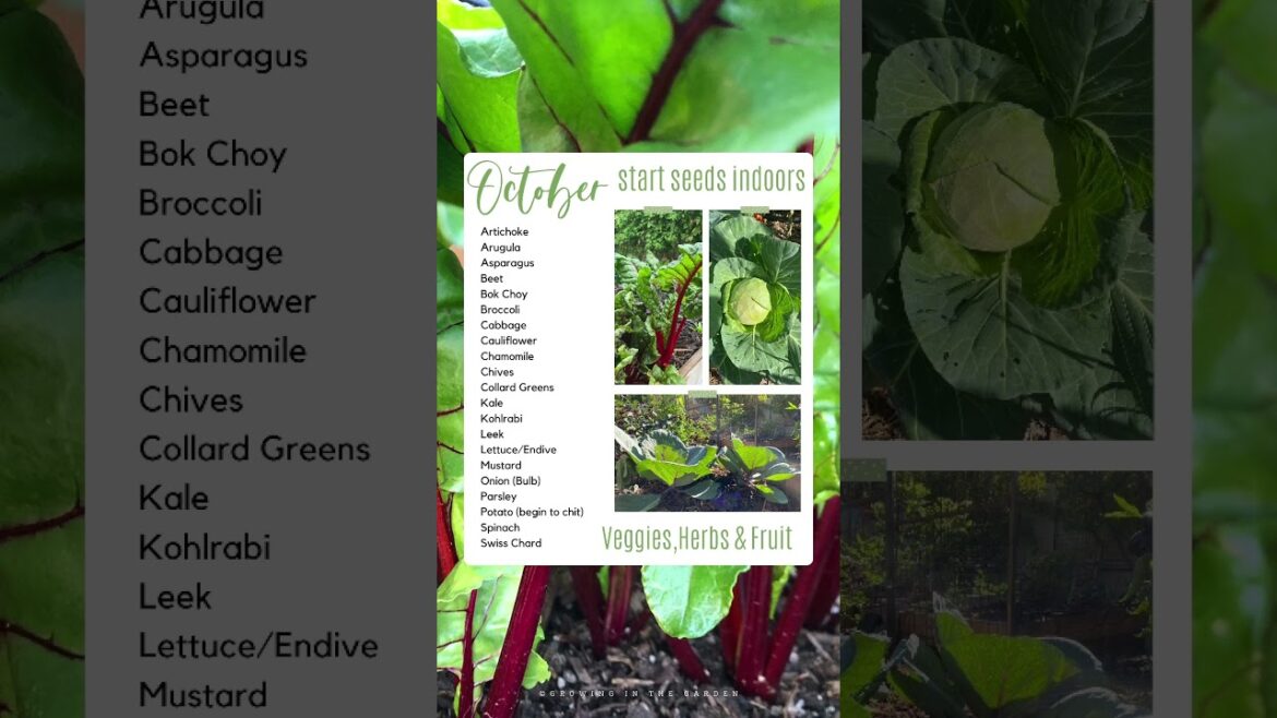 What to plant in October Zone 9b #gardening What to plant in October Zone 9b #gardening