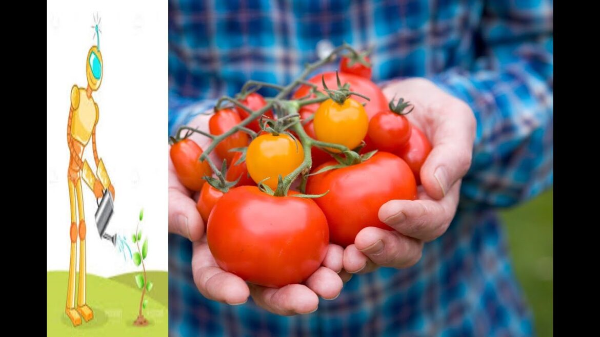 Epic gardening with AI gardener. How to grow tomatoes. Artificial Intelligence's tips for tomatoes.