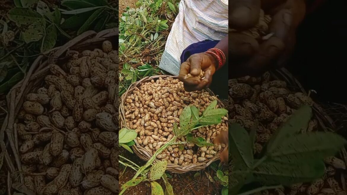 💥🤡தோட்டத்தில் பறித்த களக்காய் 😋⁉️| #shorts #shortsfeed #shortsyoutube #jawadhudotcom 💥🤡தோட்டத்தில் பறித்த களக்காய் 😋⁉️| #shorts #shortsfeed #shortsyoutube #jawadhudotcom