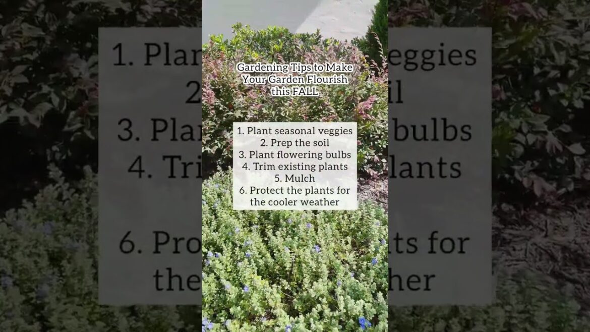 🏡🌟 ‘Tis the Autumn season! I'm excited to share some gardening tips to make your Fall garden flouris