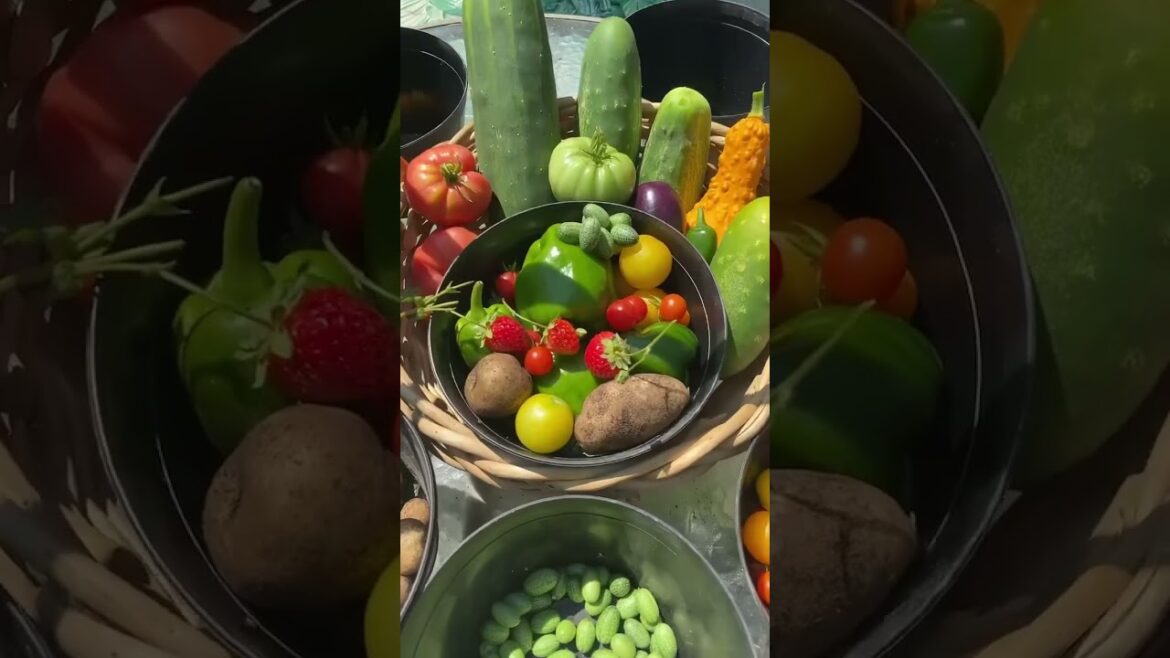 🥒#gardening #epic gardening #permaculture #Zone 5 gardening