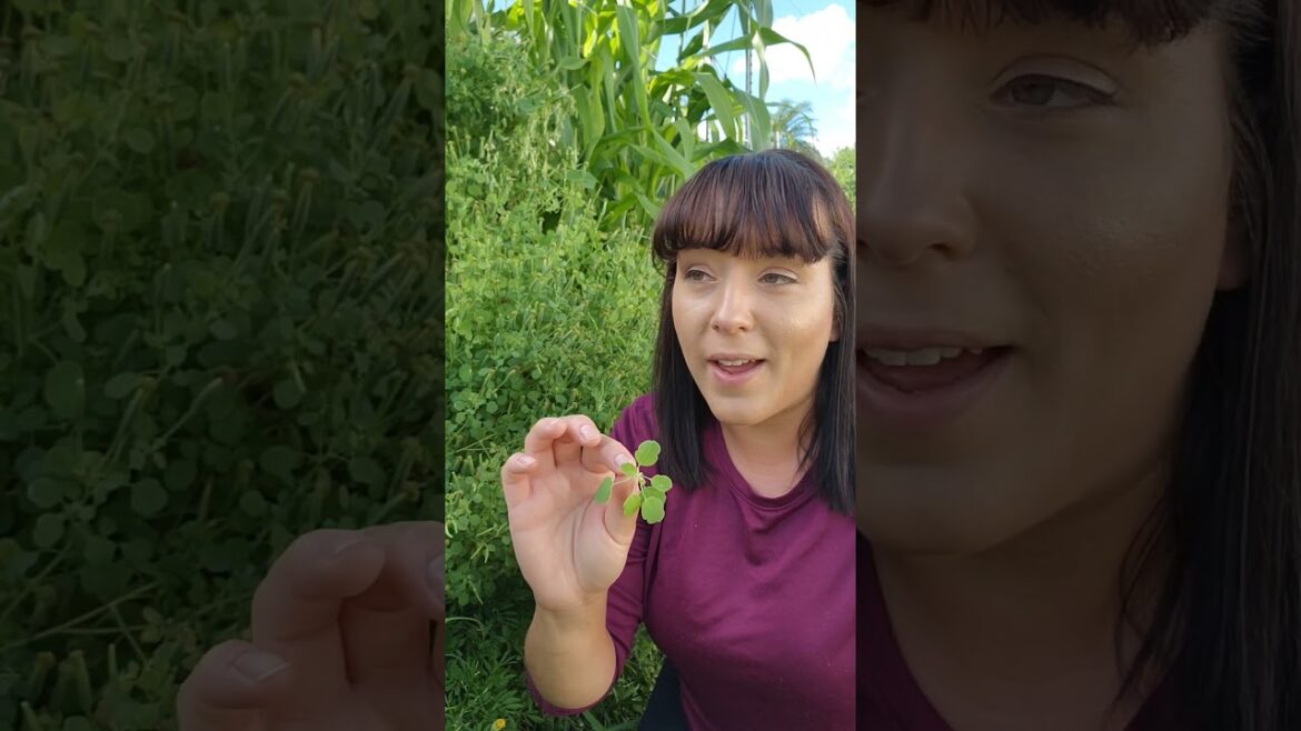 Papalo Herb Seeds Back In Stock! #garden  #backyardgardening #gardeningtips  #gardening #papalo