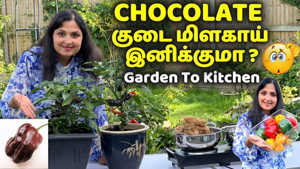 குடை மிளகாய் CURRY PASTE/ தோட்டத்து சமையல்/ Capsicum Harvest/ Yummy Pasta Recipe #gardening #vlog குடை மிளகாய் CURRY PASTE/ தோட்டத்து சமையல்/ Capsicum Harvest/ Yummy Pasta Recipe #gardening #vlog