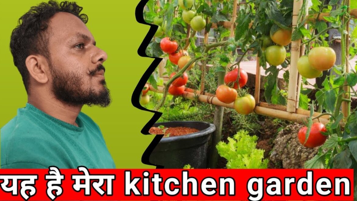 kitchen garden vlog || vegetable garden Harvesting day oct 2023| epic gardening kitchen garden vlog || vegetable garden Harvesting day oct 2023| epic gardening