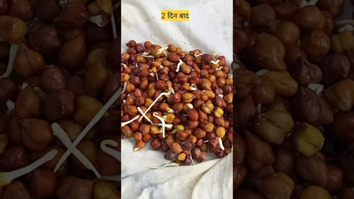 Chana(chickpeas) growing tips #shorts #short #gardening Chana(chickpeas) growing tips #shorts #short #gardening