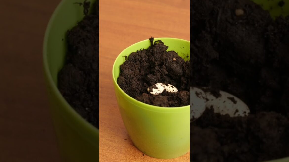 From Garden-to-Table: Mastering Edible Gardening in Containers and Backyards!