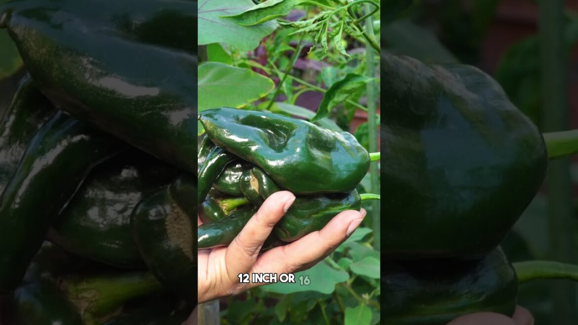 California Gardening: Container Pepper Prowess: Spice Up Your Balcony! | #Shorts Container Pepper Prowess: Spice Up Your Balcony! | #Shorts