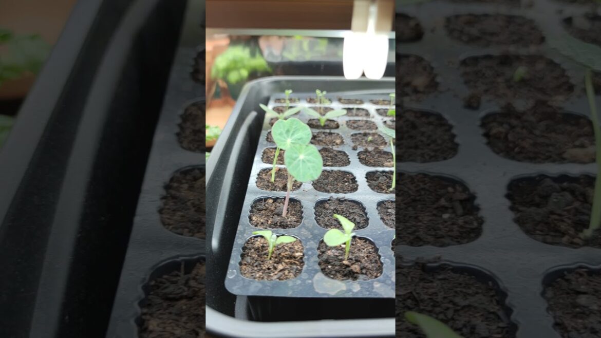 Microgreen Grow Room Diversified, Edible Flowers, Herbs.