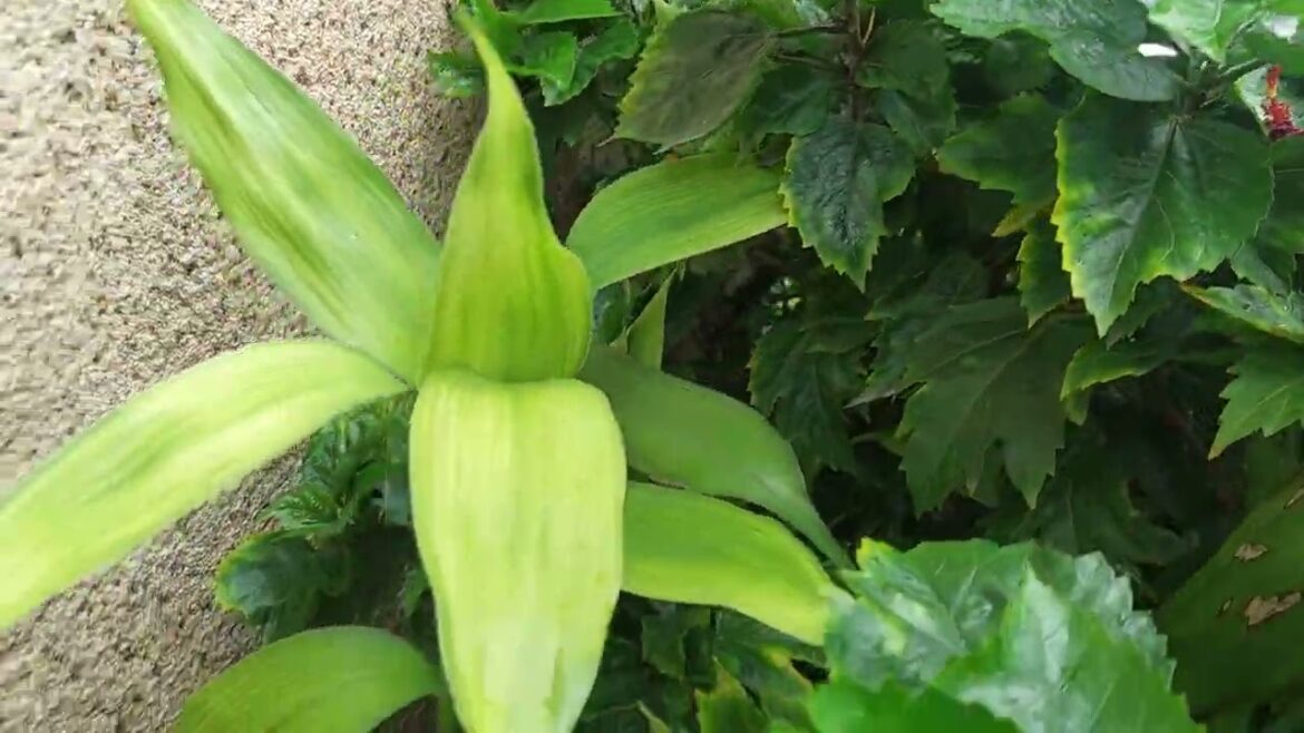 Creating an Eco-Friendly Garden: Tips for Sustainability