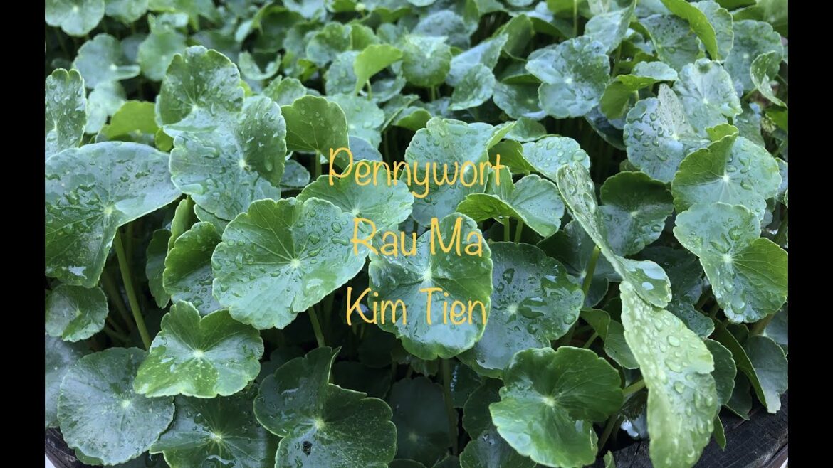 Pennywort Edible Plant Vietnamese Rau Má PNW Gardening