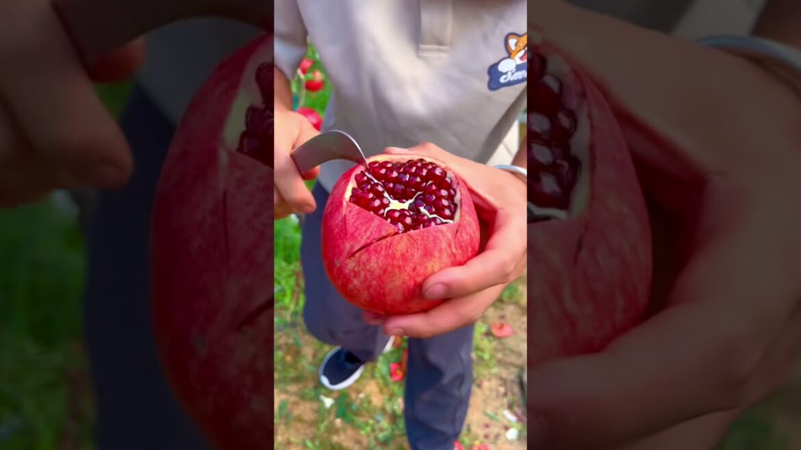 How to peel a Pomegranate #farming #harvesting #fruitgarden #gardening How to peel a Pomegranate #farming #harvesting #fruitgarden #gardening