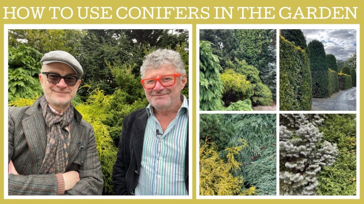 How to use conifers in the garden: tips and ideas! How to use conifers in the garden: tips and ideas!