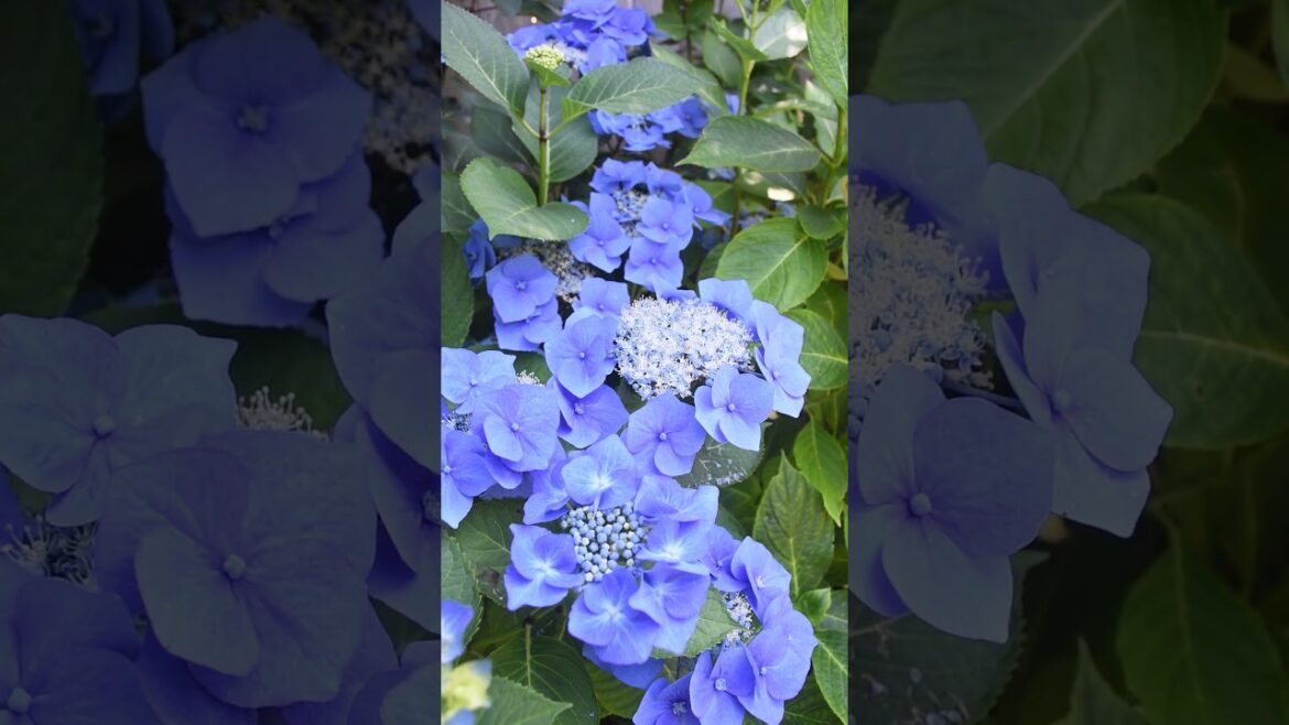 Lacecap Hydrangea Synopsis  #sciencefacts #gardening #flowers