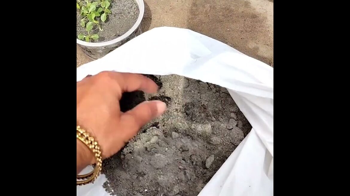 gardening tips#gardening #gardeningtips #terracegarden #shorts