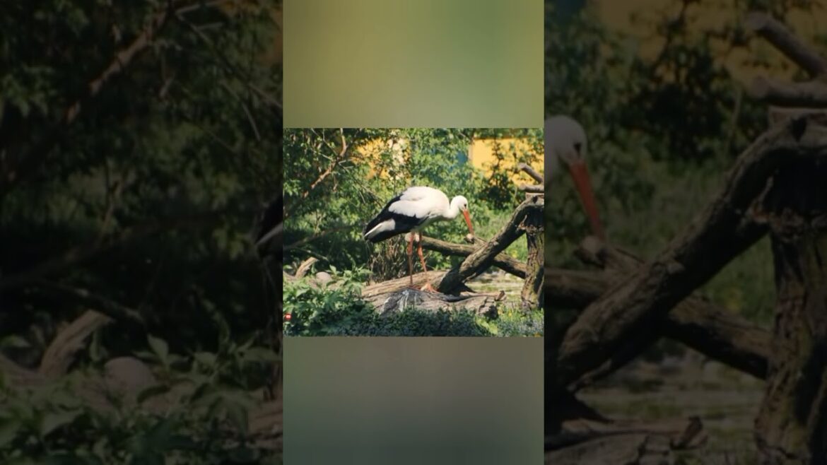 Tall and sharp beaked #shorts #feedshorts #animals #natgeo #predator #crane #netflix #most #attack