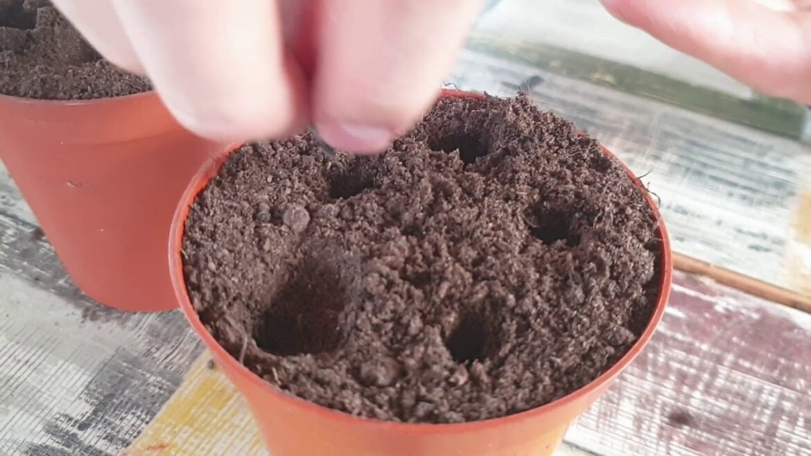 Sowing Sweet Cicely. Peak at Great Mullein. Forest garden Medicinal and edible plants. Sowing Sweet Cicely. Peak at Great Mullein. Forest garden Medicinal and edible plants.