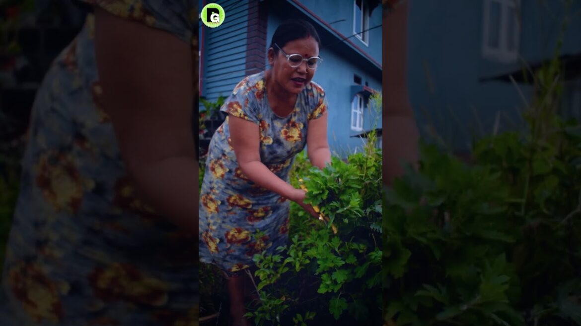 Godwari (Chrysanthemum) Cutting Season Ayo I Nepali Gardening Tips Godwari (Chrysanthemum) Cutting Season Ayo I Nepali Gardening Tips