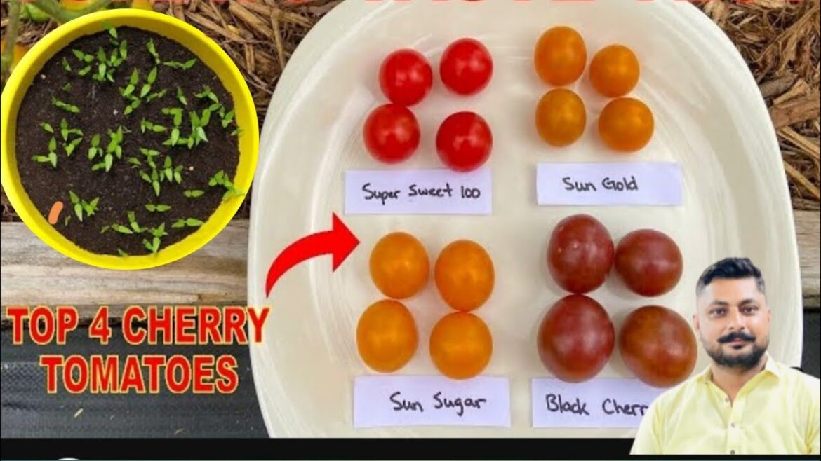 How to grow cherry tamato from seed | easy at home garden and roof top