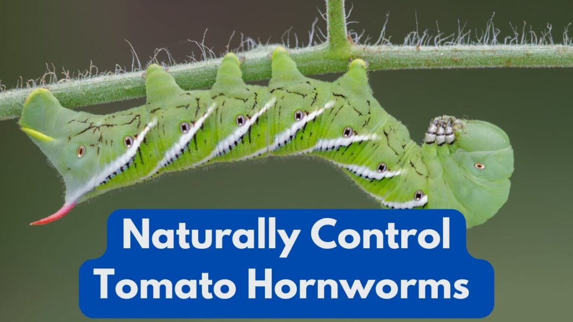 How to Safely and Naturally  Control Tomato Hornworms