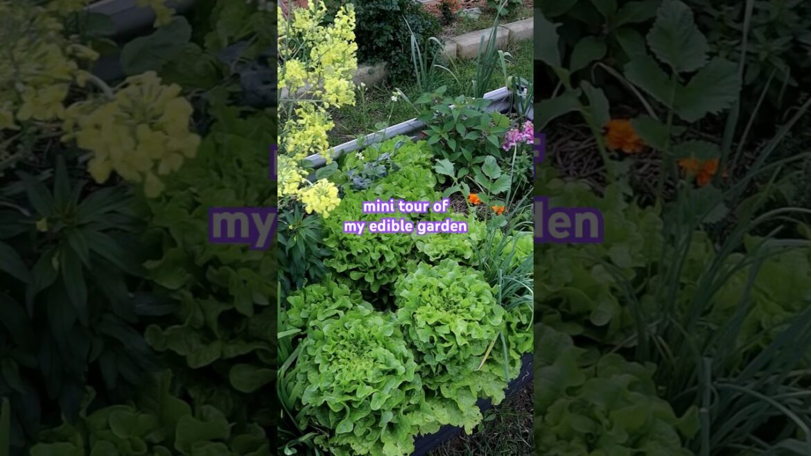 Edible garden tour 🌱 #growfoodnotlawns