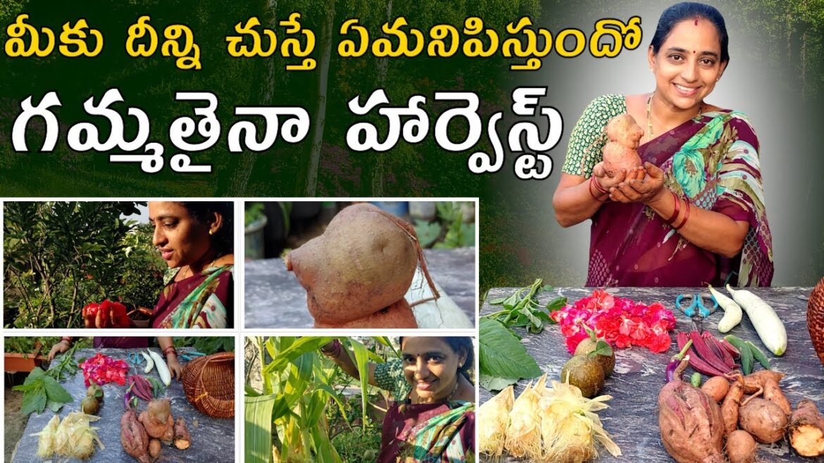 Beautiful Harvest | surprising harvest || TELUGU GARDEN VLOG Beautiful Harvest | surprising harvest || TELUGU GARDEN VLOG