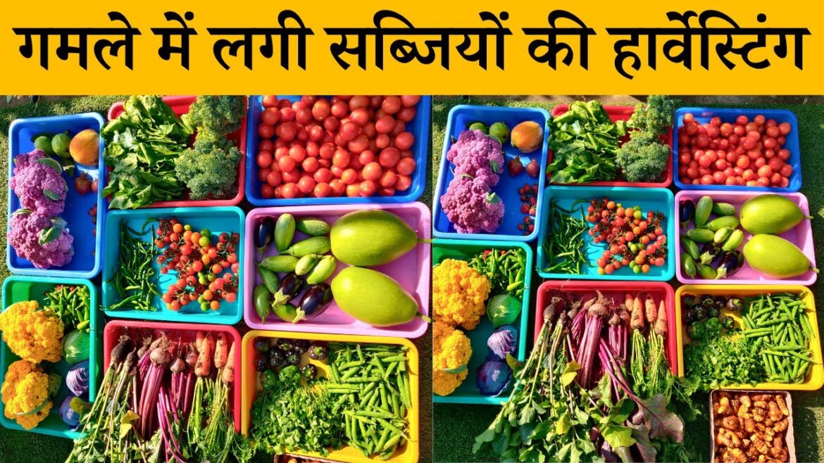 गमले में लगी सब्जियों की हार्वेस्टिंग देखें मैं कैसे उगाता हूँ सब्जियां, Vegetables Harvesting Video गमले में लगी सब्जियों की हार्वेस्टिंग देखें मैं कैसे उगाता हूँ सब्जियां, Vegetables Harvesting Video