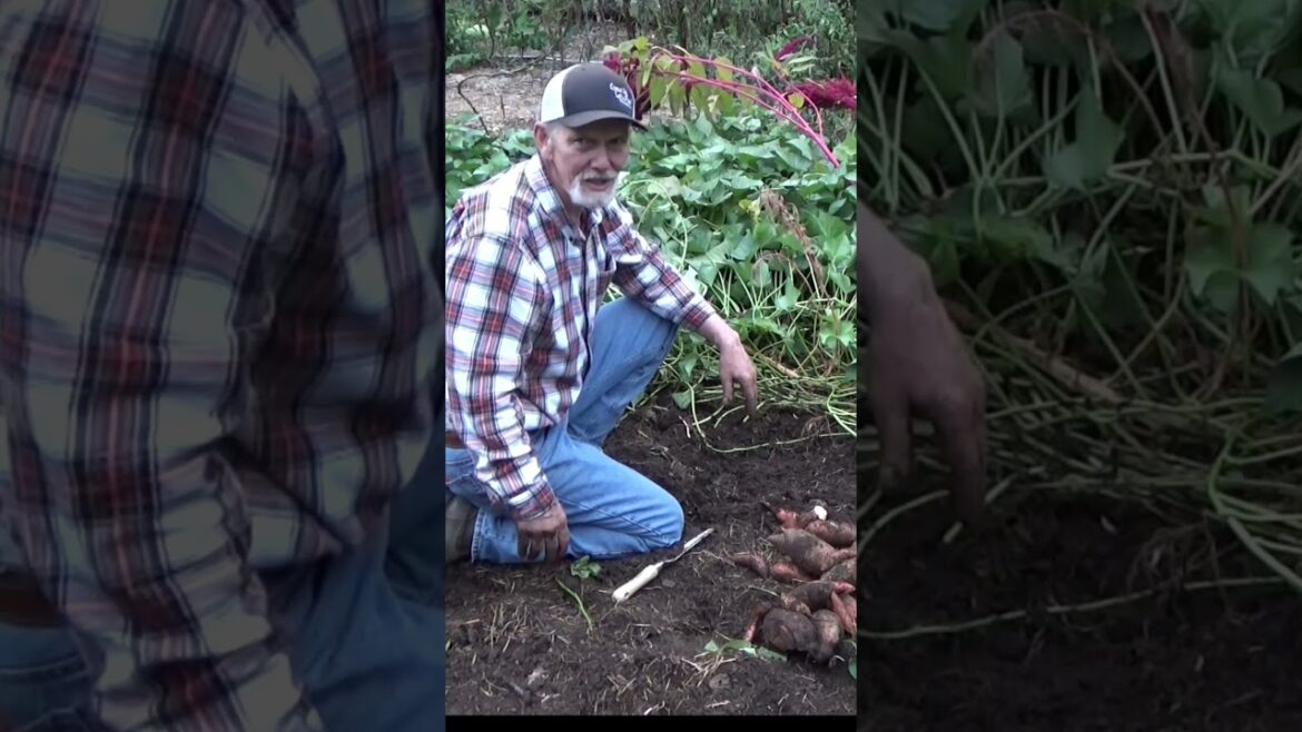 Sweet Potato Harvest has started #garden #gardeningtips #sweetpotatoes #mulch #harvest Sweet Potato Harvest has started #garden #gardeningtips #sweetpotatoes #mulch #harvest