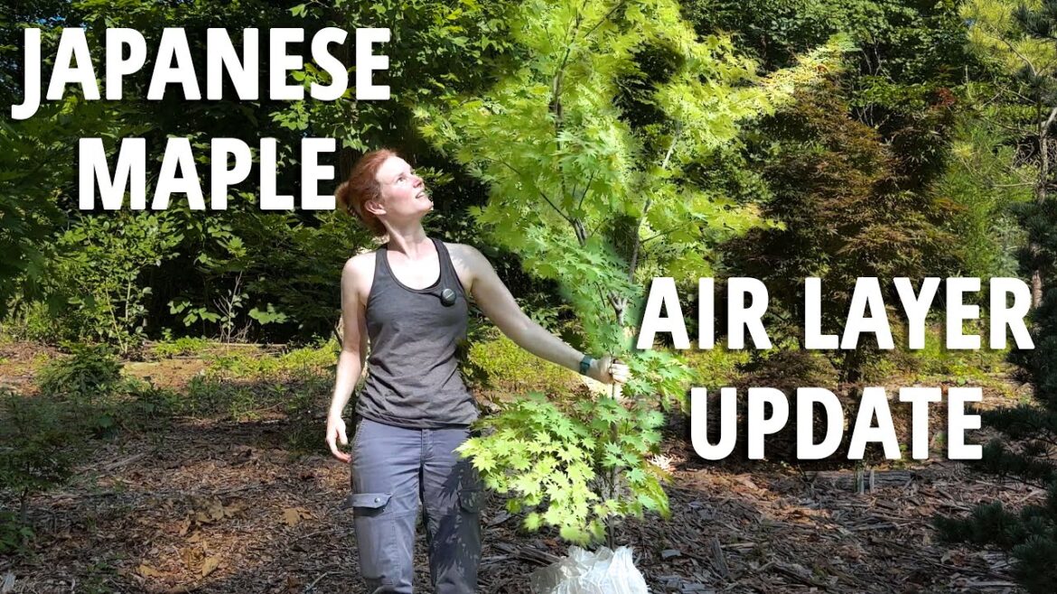 MASSIVE Air Layer! | Japanese Maple Air Layer Garden Update! MASSIVE Air Layer! | Japanese Maple Air Layer Garden Update!
