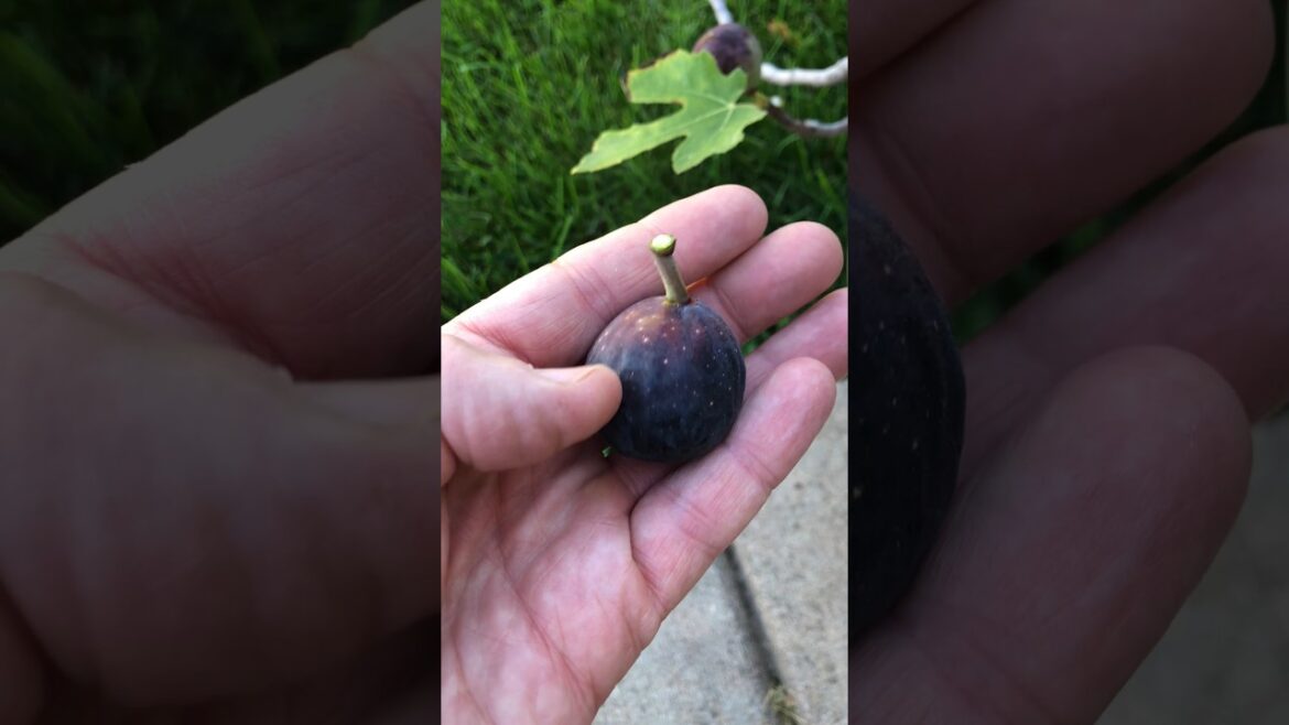 Fig Harvest from Container Grown Fig Trees #figtree #figs #gardening #garden #vegetablegardening