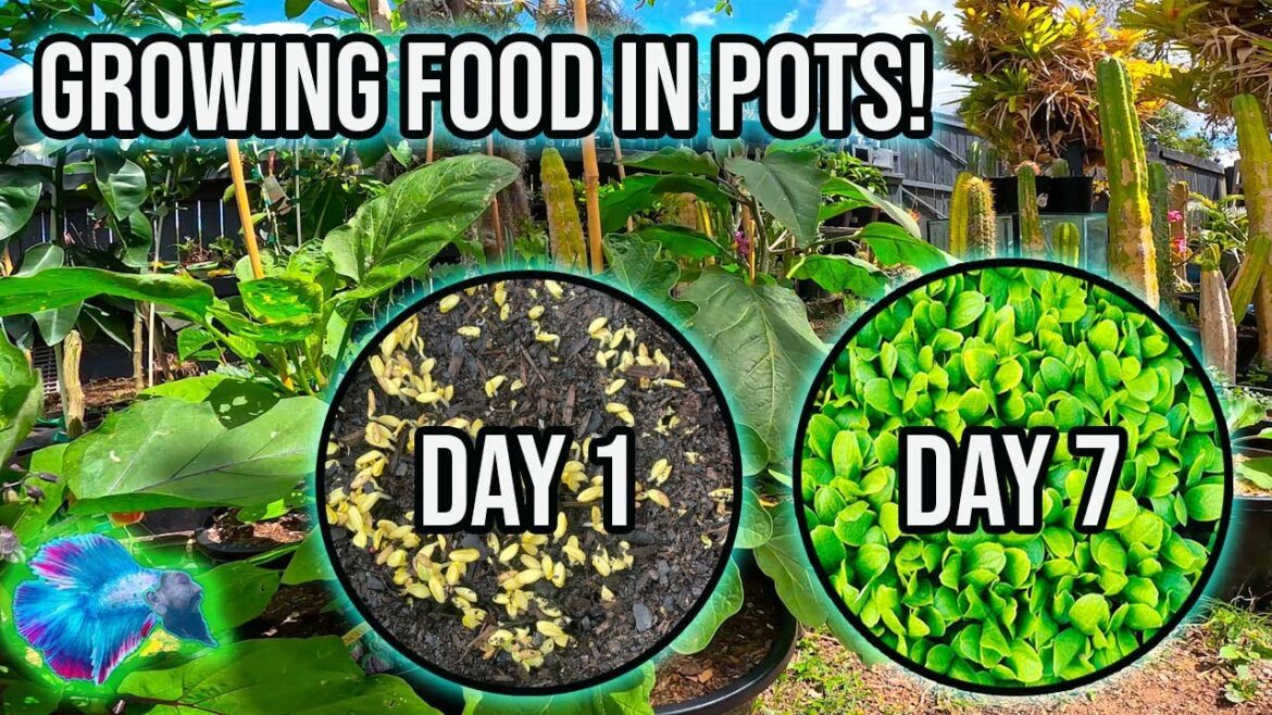 GROWING FOOD AT HOME IN POTS! GROWING FOOD AT HOME IN POTS!