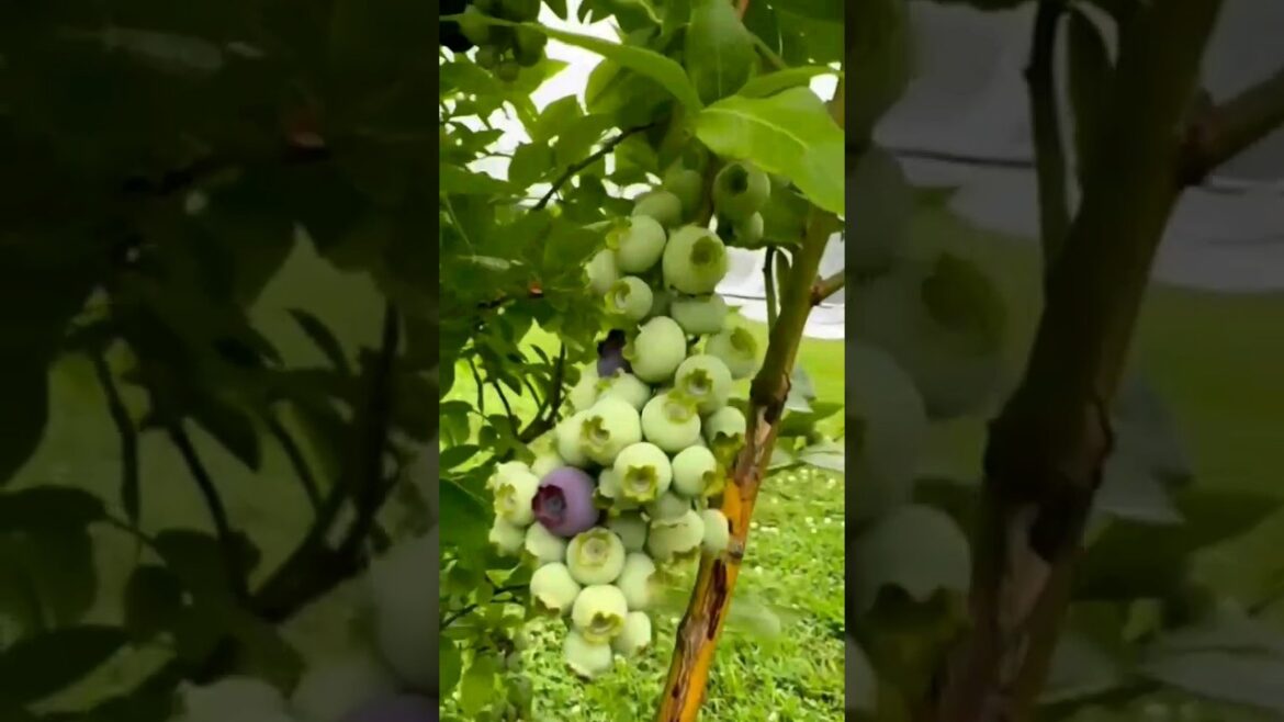the most fresh nature fruits| nature #shortvideo #bundafitriexcel #harvesting #farm #gardening the most fresh nature fruits| nature #shortvideo #bundafitriexcel #harvesting #farm #gardening