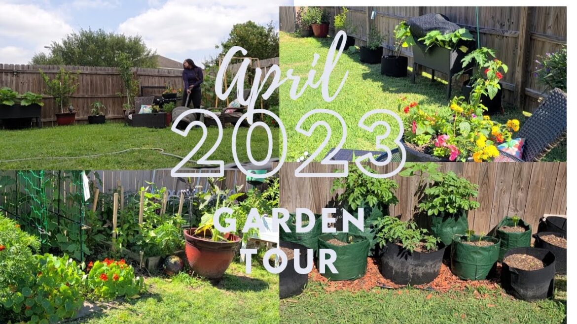 April 2023 Garden Diary|| zone 9a Backyard Garden tour