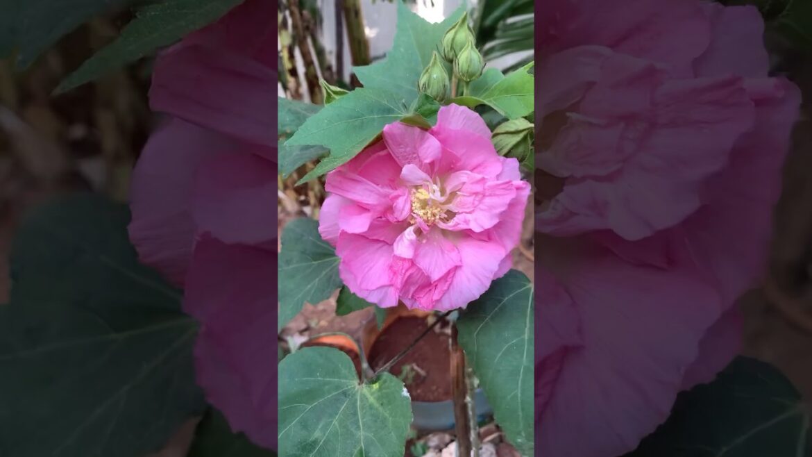 நீங்க 80’s kids னா வாங்க ஒரு cheers போட்டுக்கலாம்🎊👍🏾#nature#changingrose#flowers #shorts