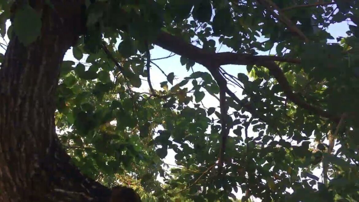 Organic Garden Design: Creating a Clean Oasis