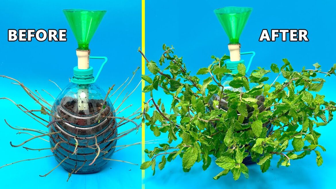 UN-BELIEVABLE 10x FASTER GROWTH WITH DIY AIR POT USING OLD PLASTIC BOTTLES