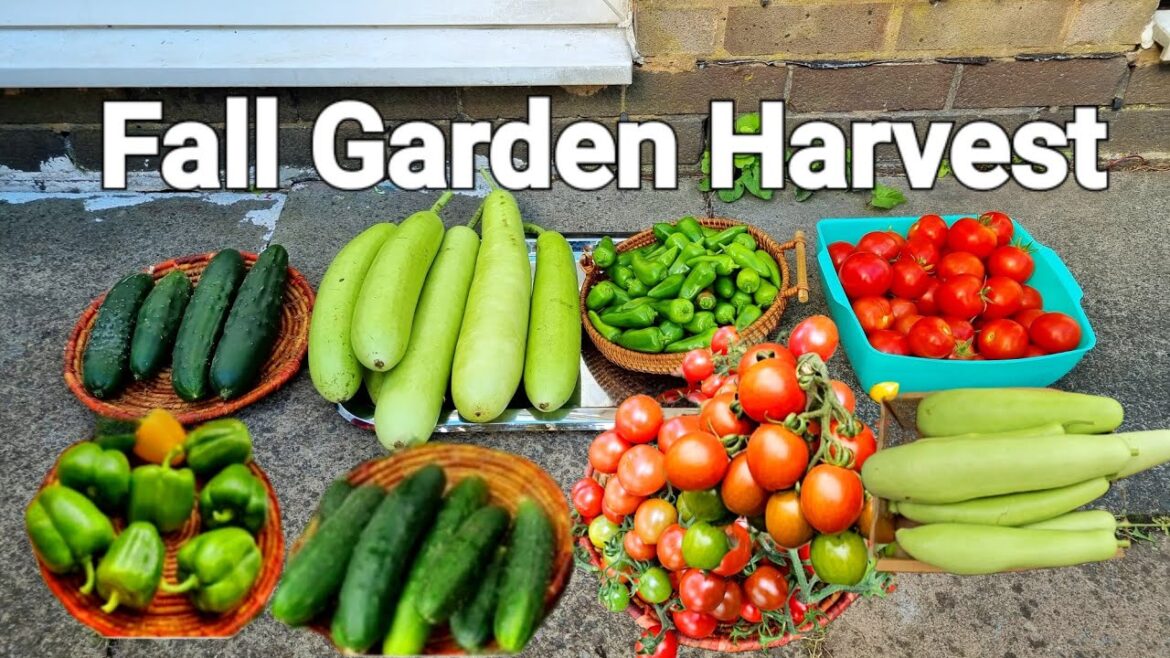 Fall Garden Harvest/harvesting vegetable garden/winter vegetable gardening