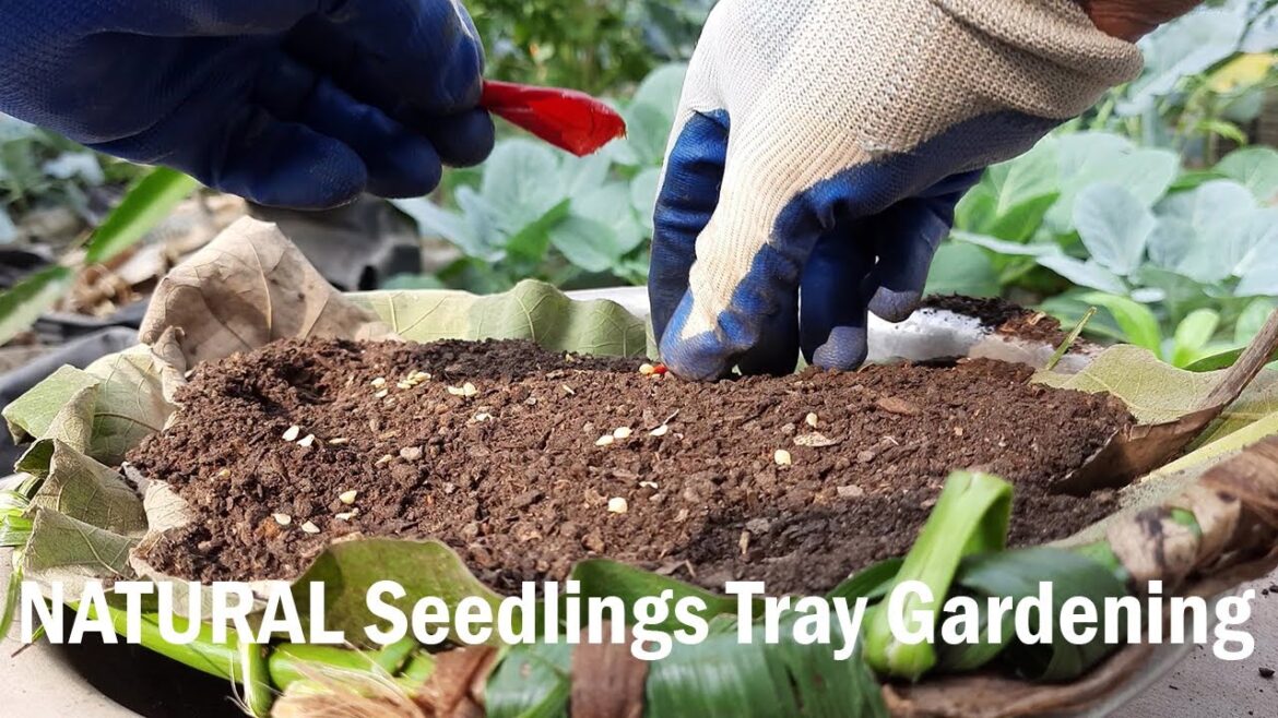 Growing Chili Pepper Plants Everywhere | Creative Pot Gardening @drkakfood