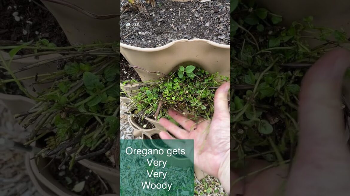 Never Grow Oregano Like This! #gardening